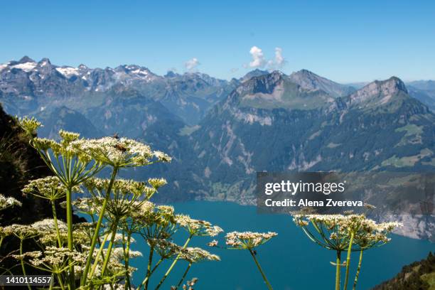 mountains view and bees - alena zvereva stockfoto's en -beelden