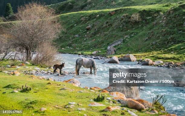 horse and a foal crossing river stream during day,bishkek,kyrgyzstan - kyrgyzstan stock pictures, royalty-free photos & images