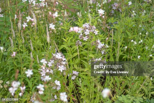 saponaria officinalis flowers - saponaria stock pictures, royalty-free photos & images