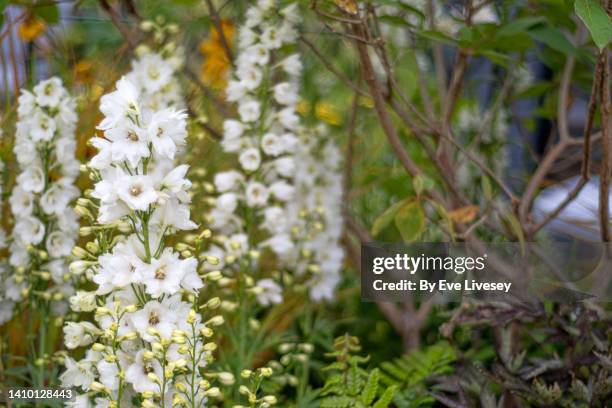 delphinium flowers - delfínio imagens e fotografias de stock
