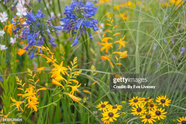 crocosmia, agapanthus and coneflowers flowers - agapanthus stock pictures, royalty-free photos & images