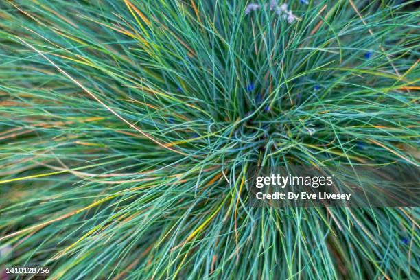 festuca ovina glauca elijah blue - ornamental grass stock pictures, royalty-free photos & images