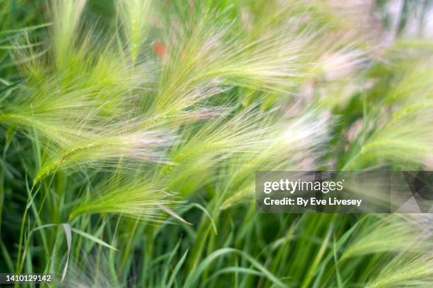 568 Foxtail Grass Stock Photos and High-Res Images - Getty Images