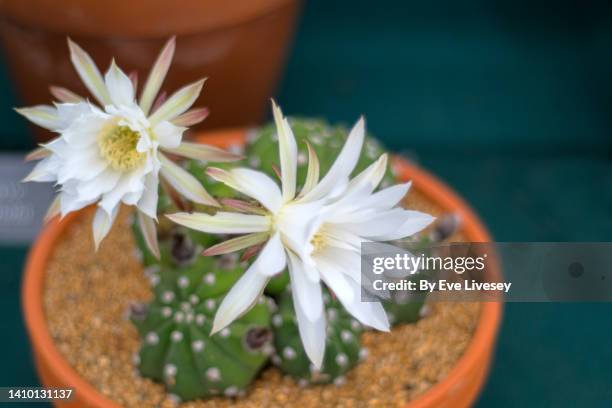 echinopsis subdenudata cactus - cactus blossom stock pictures, royalty-free photos & images