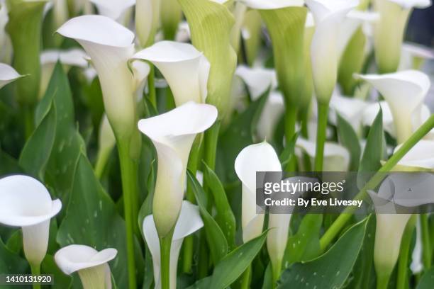 calla lily flowers - calla lilies white stock-fotos und bilder