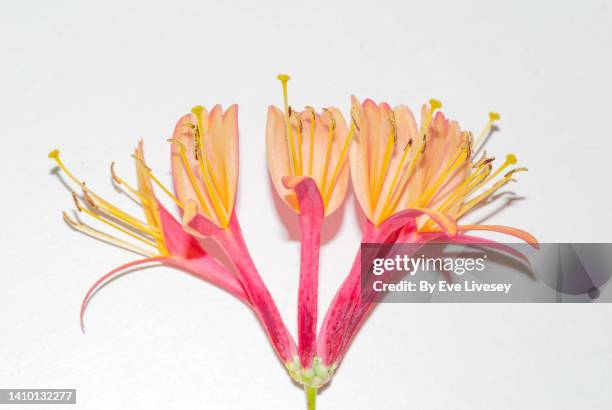 honeysuckle flower - honeysuckle stock pictures, royalty-free photos & images