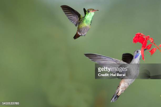brown violetear hummingbird feeding on flower with waiting fufous-tailed hummingbird - braunschwanzamazilie stock-fotos und bilder