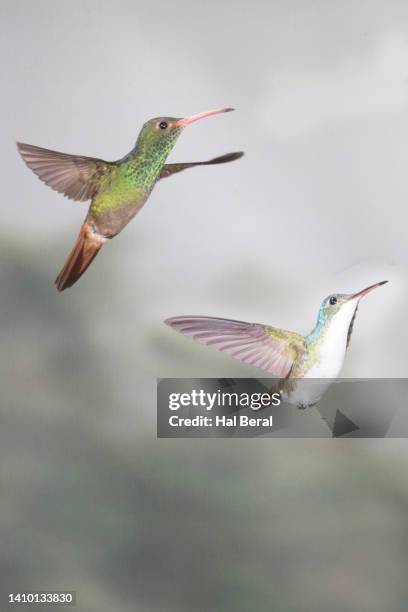 rufous-tailed hummingbird and andean emerald hummingbird male flying - braunschwanzamazilie stock-fotos und bilder