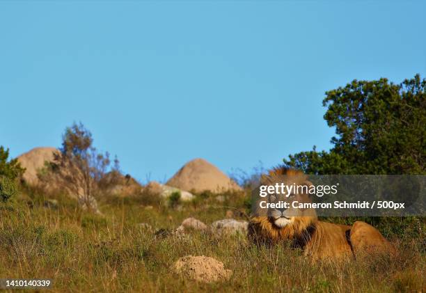 portrait of lion sitting on field against clear blue sky,south africa - majestic lion stock pictures, royalty-free photos & images