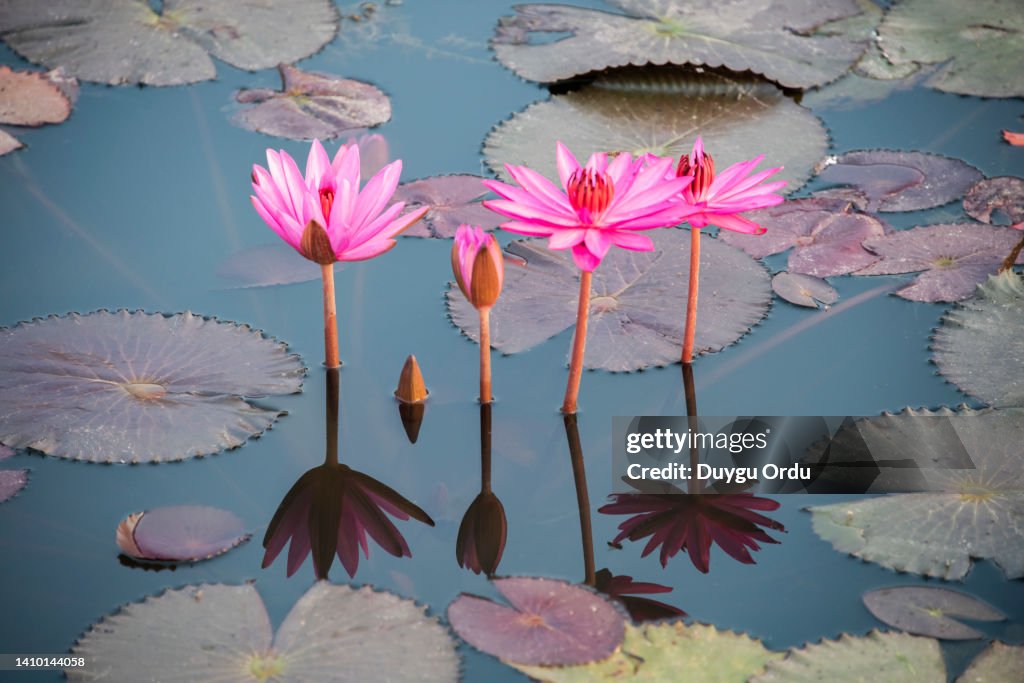 Pink lotus flowers and leaves in the lake