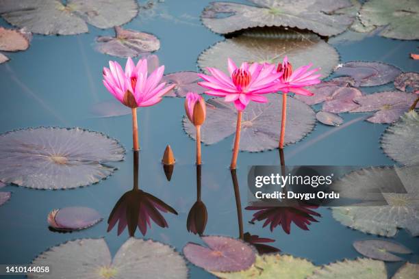 pink lotus flowers and leaves in the lake - fiore di loto foto e immagini stock