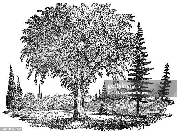 american elm tree (ulmus americana) - 19th century - ulmaceae stock illustrations