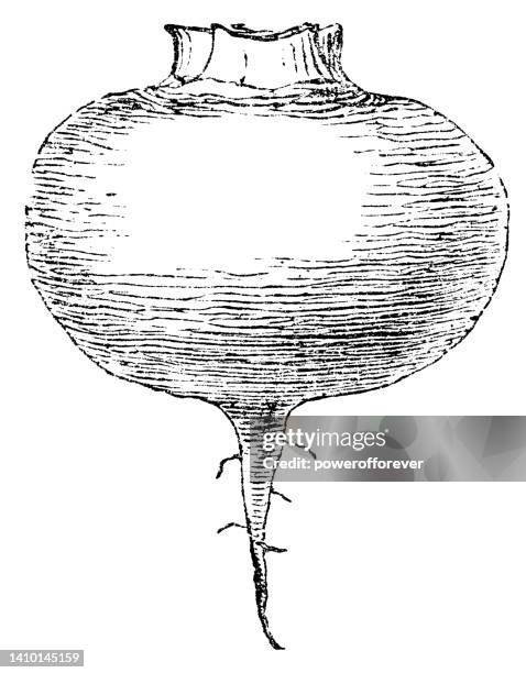 white turnip vegetable (brassica rapa subsp. rapa) taproot and branching root structures - 19th century - turnip stock illustrations