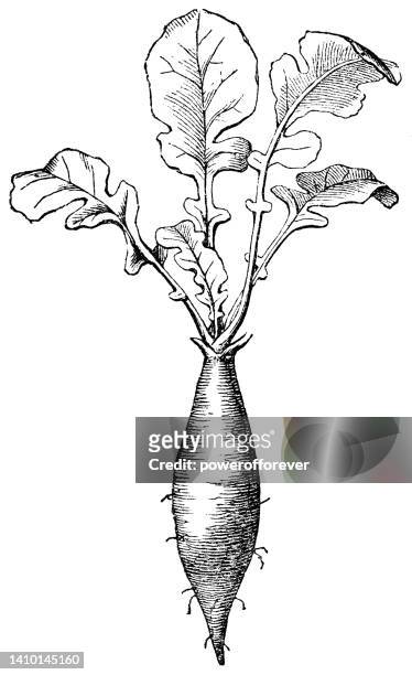 daikon rettich gemüse (raphanus sativus var. longipinnatus) pfahlwurzel und verzweigte wurzelstrukturen - 19. jahrhundert - radieschen stock-grafiken, -clipart, -cartoons und -symbole