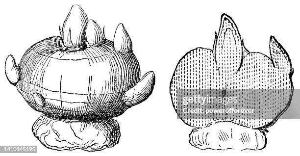 crocus flower crom tuber and cross section - 19th century - crocus stock illustrations