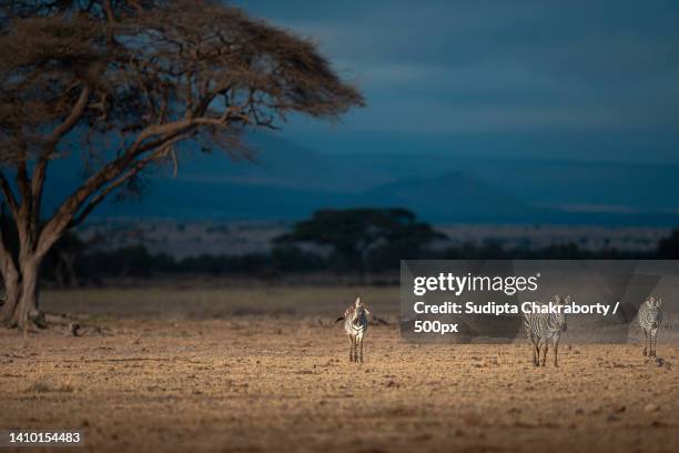 view of wild zebras at night on field against sky,amboseli national park,kenya - night safari stock pictures, royalty-free photos & images