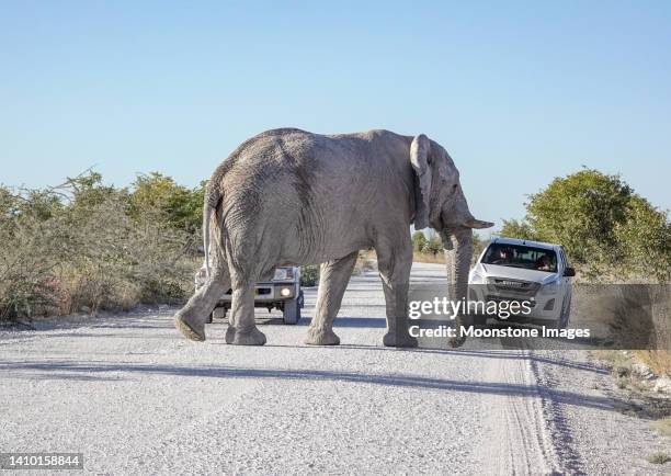 african elephant at etosha national park in kunene region, namibia - desert elephant stock pictures, royalty-free photos & images