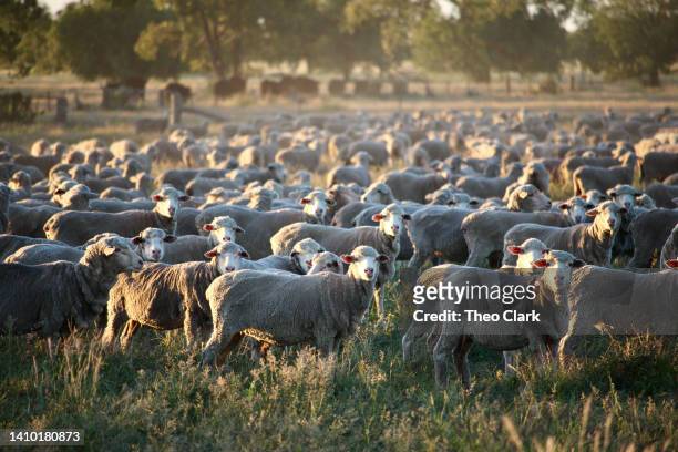 sheep - maladie zoonotique photos et images de collection