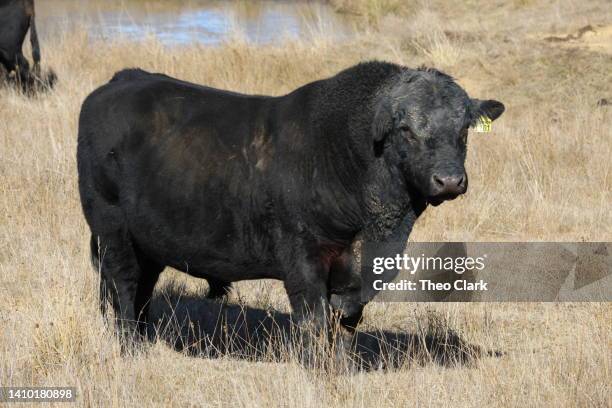 black bull - angus beef cattle stock pictures, royalty-free photos & images