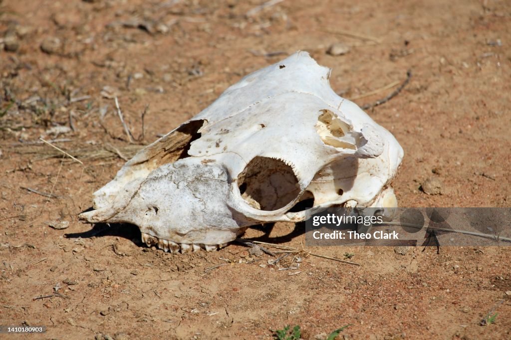 Sheep skull