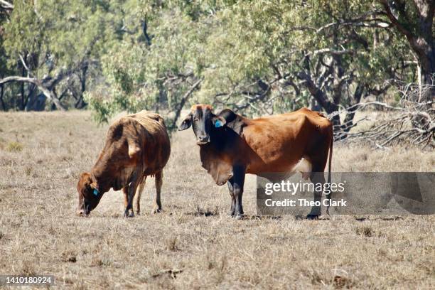 cows in dry grass - maladie zoonotique photos et images de collection