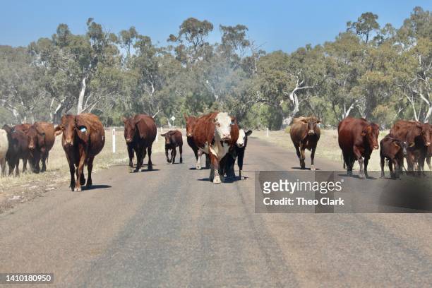 cattle on road - foot and mouth disease stock pictures, royalty-free photos & images