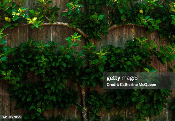 trained fruit tree on wooden fence - lime tree stockfoto's en -beelden