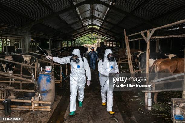 Officers spray disinfectant on a cattle farm that has been infected with foot and mouth disease on July 22, 2022 in Yogyakarta, Indonesia. Indonesia...