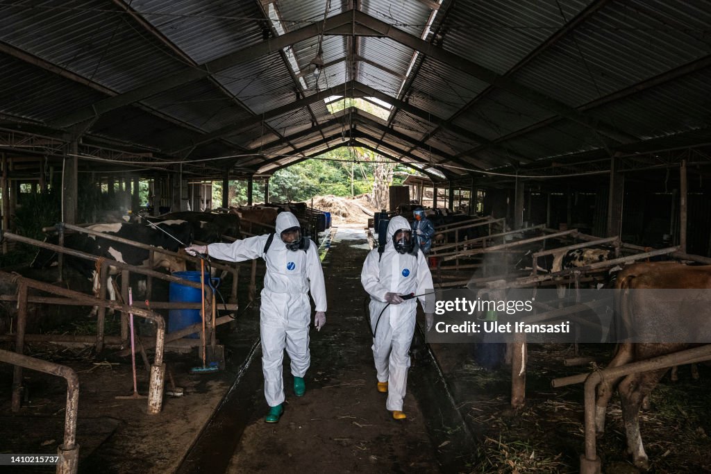 Indonesia Battles Foot And Mouth Disease Outbreak