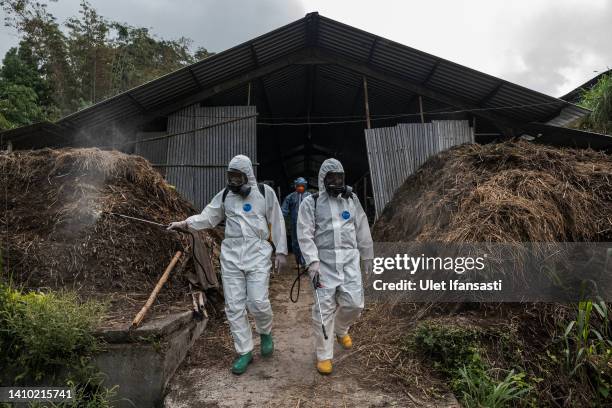 Officers spray disinfectant on a cattle farm that has been infected with foot and mouth disease on July 22, 2022 in Yogyakarta, Indonesia. Indonesia...