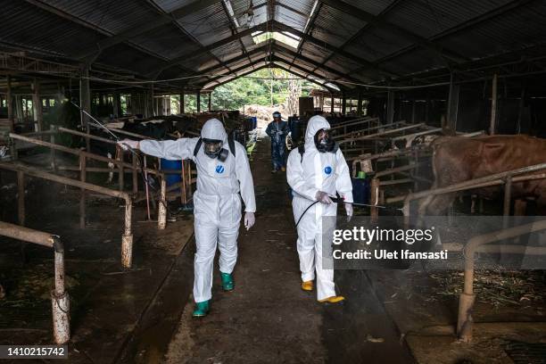 Officers spray disinfectant on a cattle farm that has been infected with foot and mouth disease on July 22, 2022 in Yogyakarta, Indonesia. Indonesia...