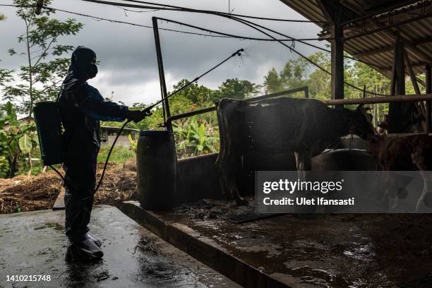 An officer sprays disinfectant on a cattle farm that has been infected with foot and mouth disease on July 22, 2022 in Yogyakarta, Indonesia....