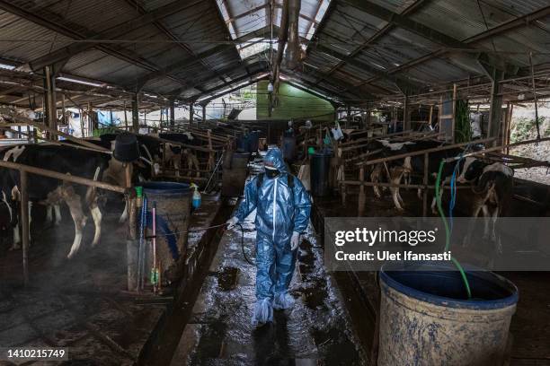 An officer sprays disinfectant on a cattle farm that has been infected with foot and mouth disease on July 22, 2022 in Yogyakarta, Indonesia....