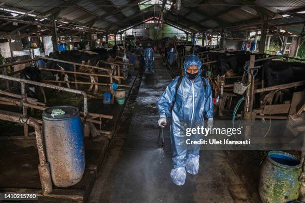 An officer sprays disinfectant on a cattle farm that has been infected with foot and mouth disease on July 22, 2022 in Yogyakarta, Indonesia....