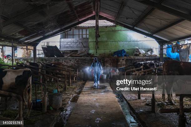 An officer sprays disinfectant on a cattle farm that has been infected with foot and mouth disease on July 22, 2022 in Yogyakarta, Indonesia....