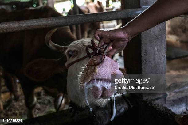 Worker treats a cow infected with foot and mouth disease at a cattle farm on July 22, 2022 in Yogyakarta, Indonesia. Indonesia is battling an...