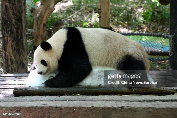 Giant panda lies on an ice block to keep cool at Chimelong Safari Park on July 22, 2022 in Guangzhou, Guangdong Province of China.