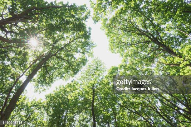 trees with sun rays - forest morning sunlight stock-fotos und bilder