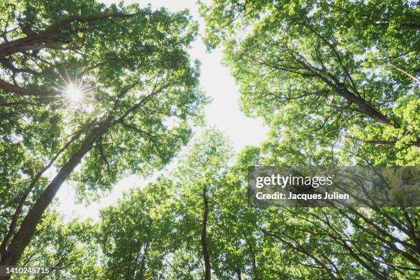 trees with sun rays - ecologie photos et images de collection