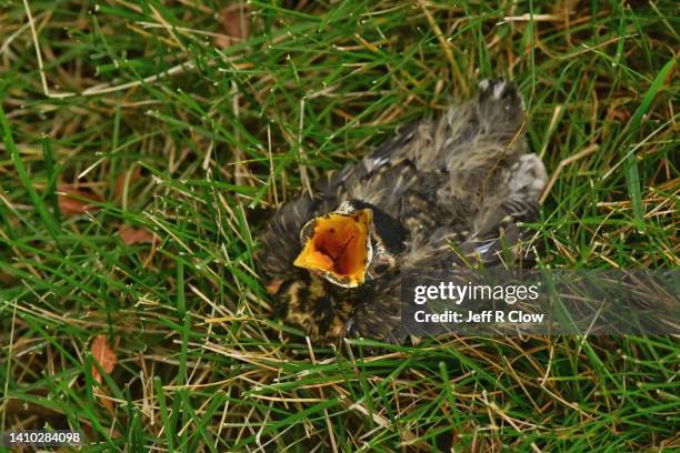 Robin Falling Rock Falling Sign Photos and Premium High Res Pictures - Getty Images