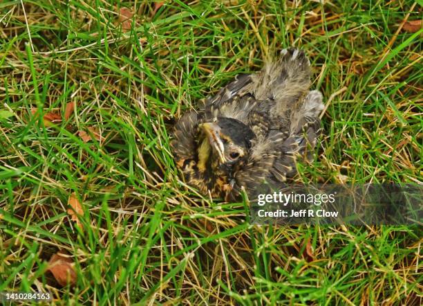 Robin Falling Rock Falling Sign Photos and Premium High Res Pictures - Getty Images