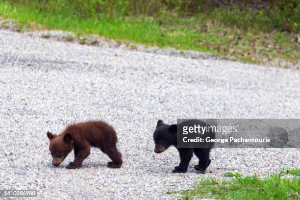 american black bear cubs in the wild - bear cub stock-fotos und bilder