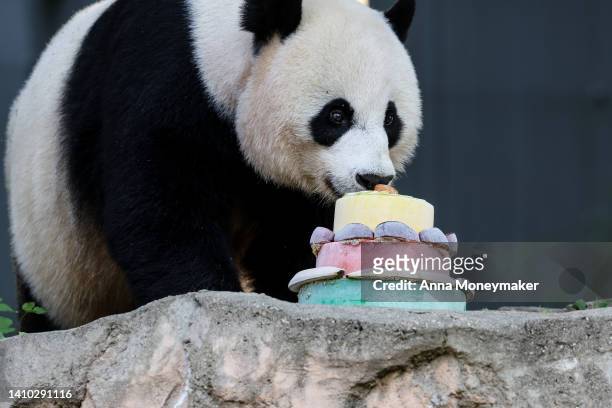 Female giant panda Mei Xiang investigates her ice cake for her 24th birthday at the Smithsonian National Zoo on July 22, 2022 in Washington, DC. This...