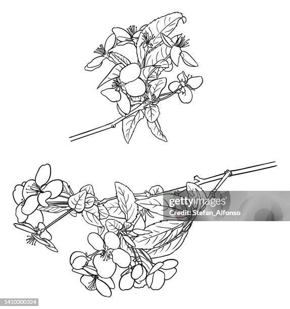 vector drawing of an apple tree branch covered in blossom - apple blossom sketch stock illustrations