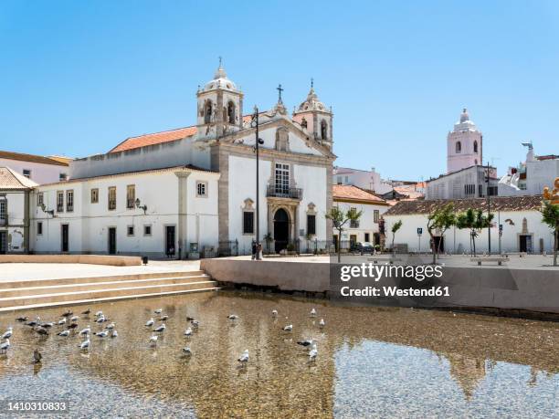 portugal, faro district, lagos, flock of pigeons standing in coastal water with republic square and church of santa maria de lagos in background - faro city portugal foto e immagini stock