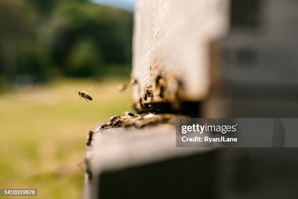 bees flying in and out of wooden beehive - bee flying stock pictures, royalty-free photos & images