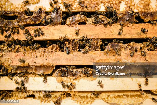 bees inside open beehive working hard - bee pattern stock pictures, royalty-free photos & images