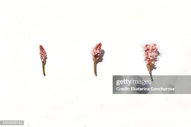 beautiful pink bud of persicaria amphibia flower on white isolated background - treponema pallidum imagens e fotografias de stock