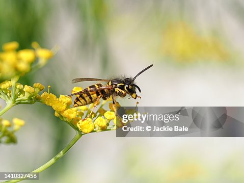 Juvenile wasp on fennel Juvenile wasp on fennel