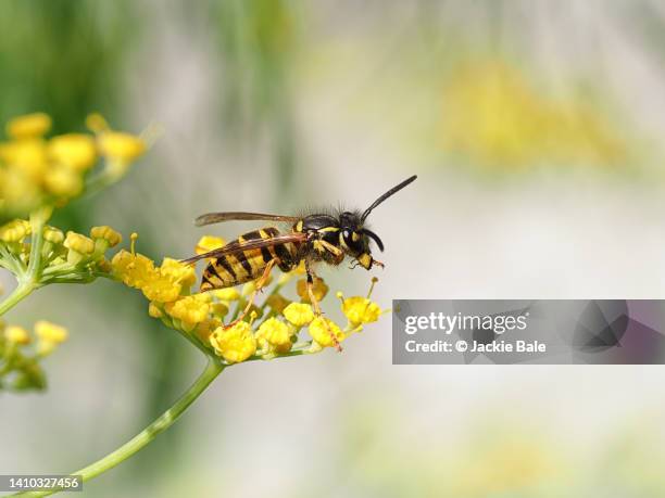 juvenile wasp on fennel - wespe stock-fotos und bilder